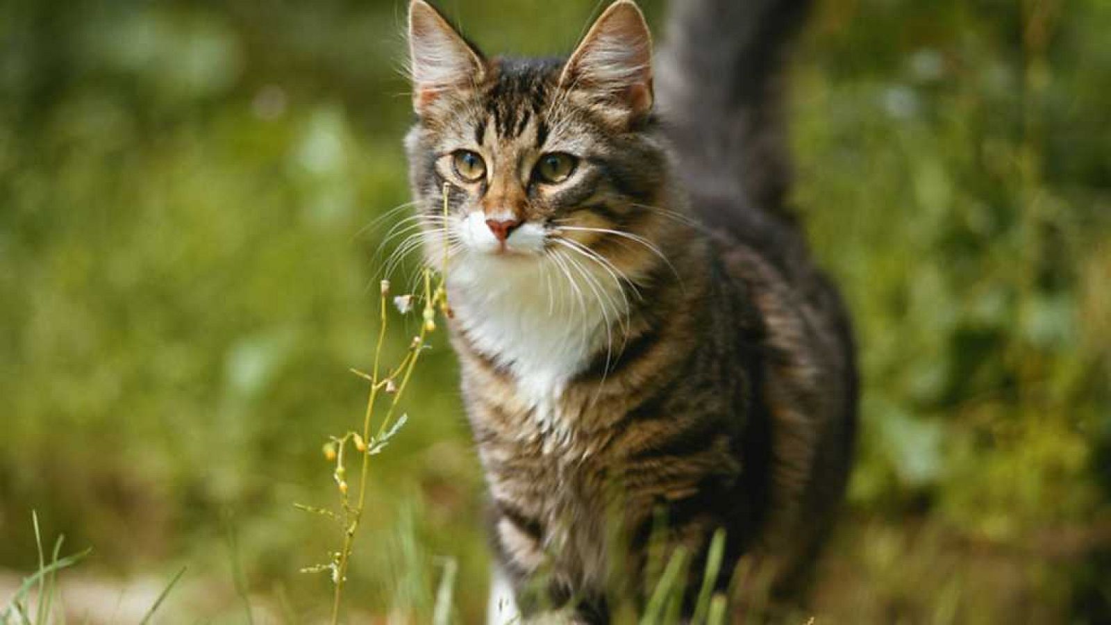 Otros documentales - Animales que cambiaron la historia: Compañía - ver ahora