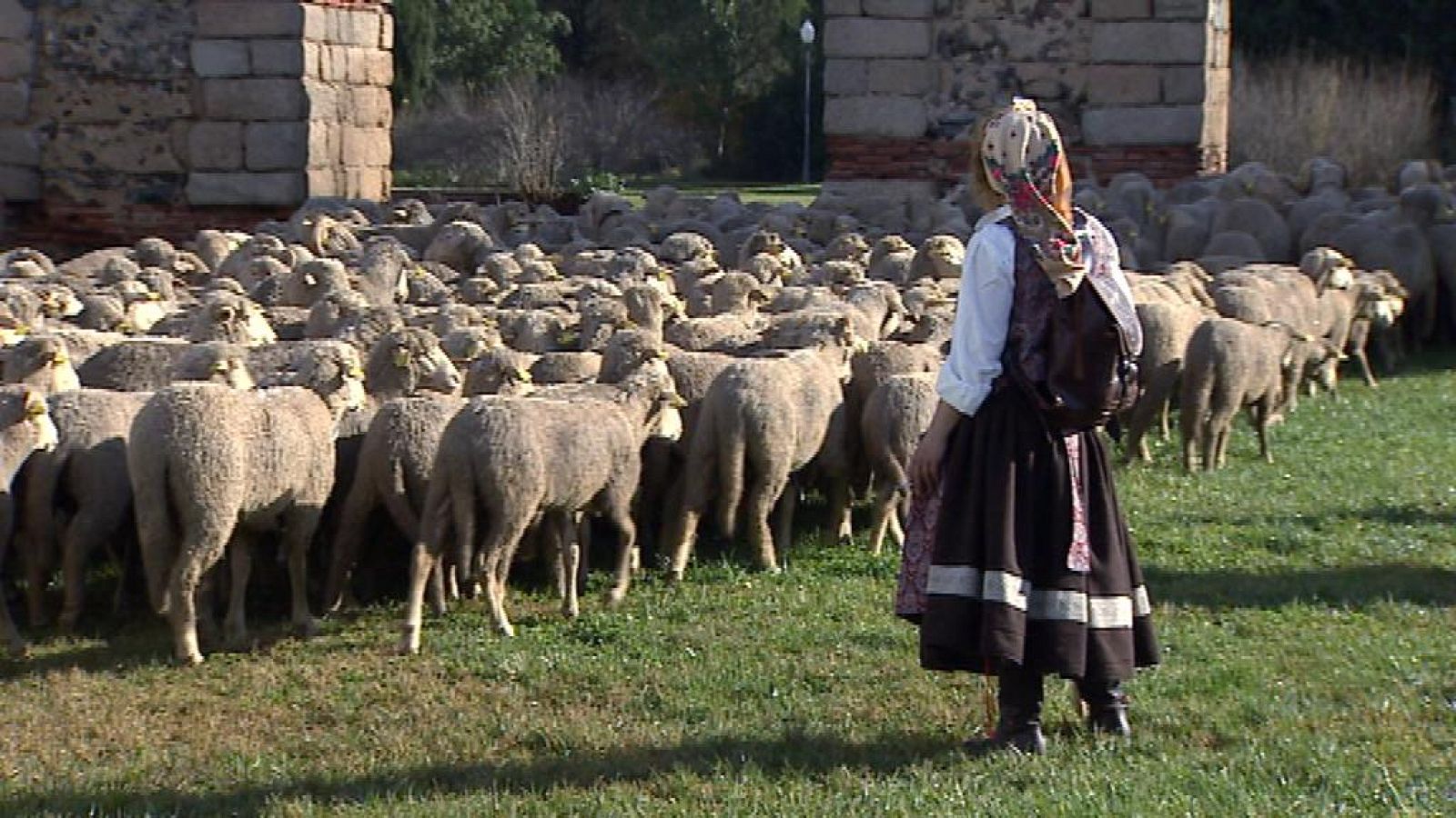 Trashumancia en Mérida