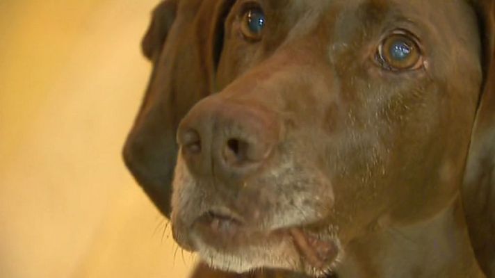 Telediario 1 - Adopta a un perro policía