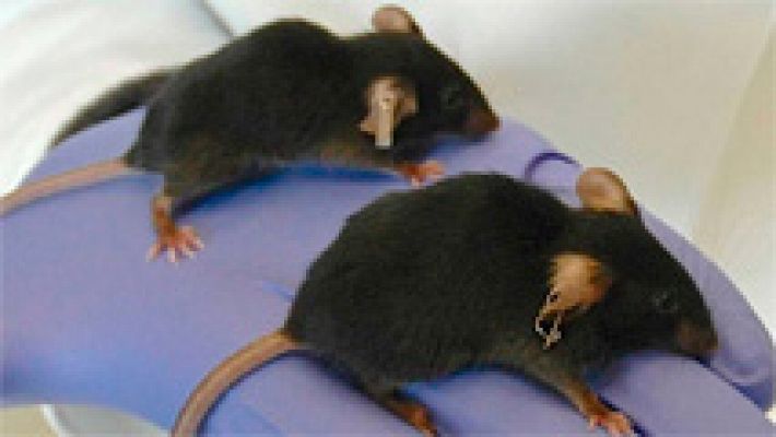 Telediario 1 - Un equipo internacional logra frenar los daños del paso del tiempo en ratones