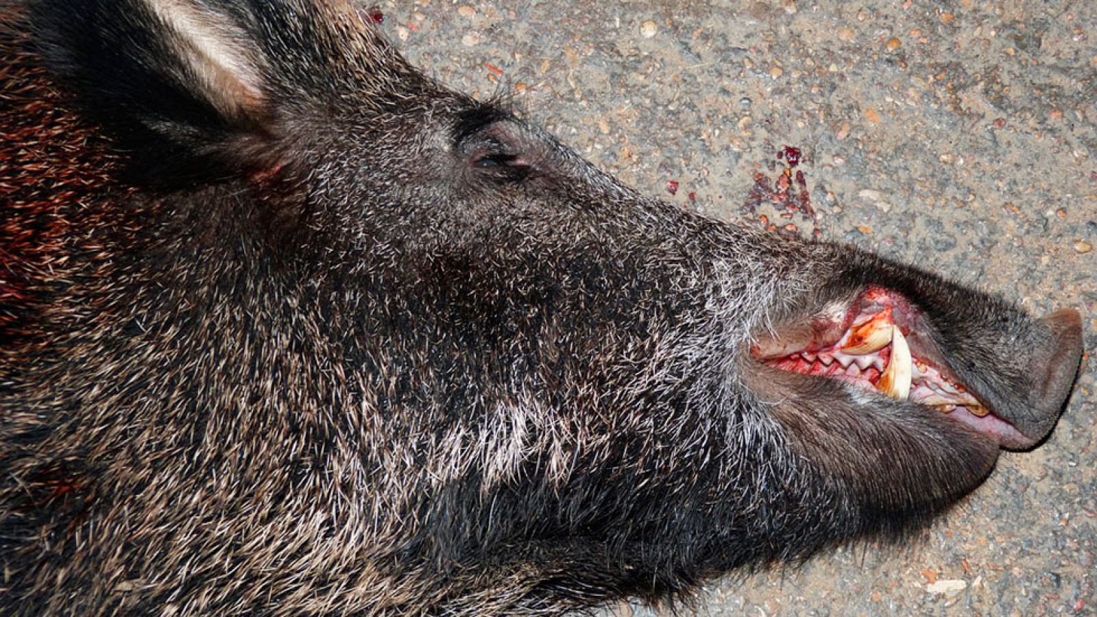 Madrid se vale de arqueros para cazar jabalíes en zonas urbanas