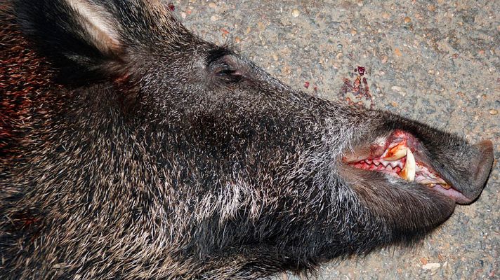 Telediario 1 - Madrid se vale de arqueros para cazar jabalíes