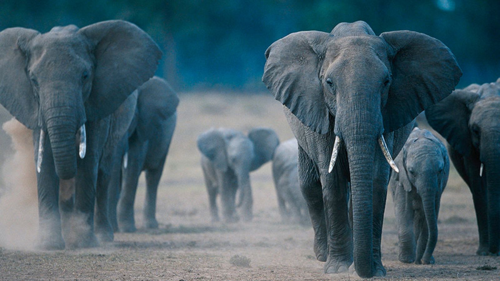 Grandes documentales - La marcha de los elefantes