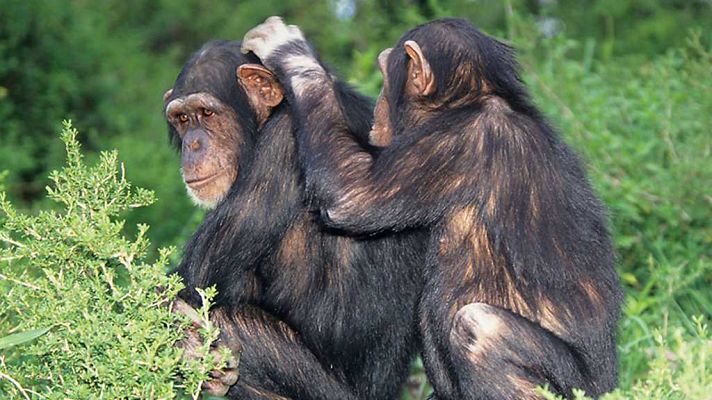 Animales que cambiaron la historia: La inspiración