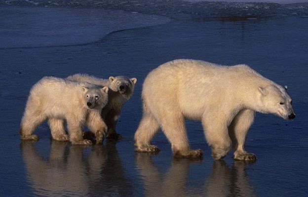 Otros documentales - La Tierra como nunca la has visto