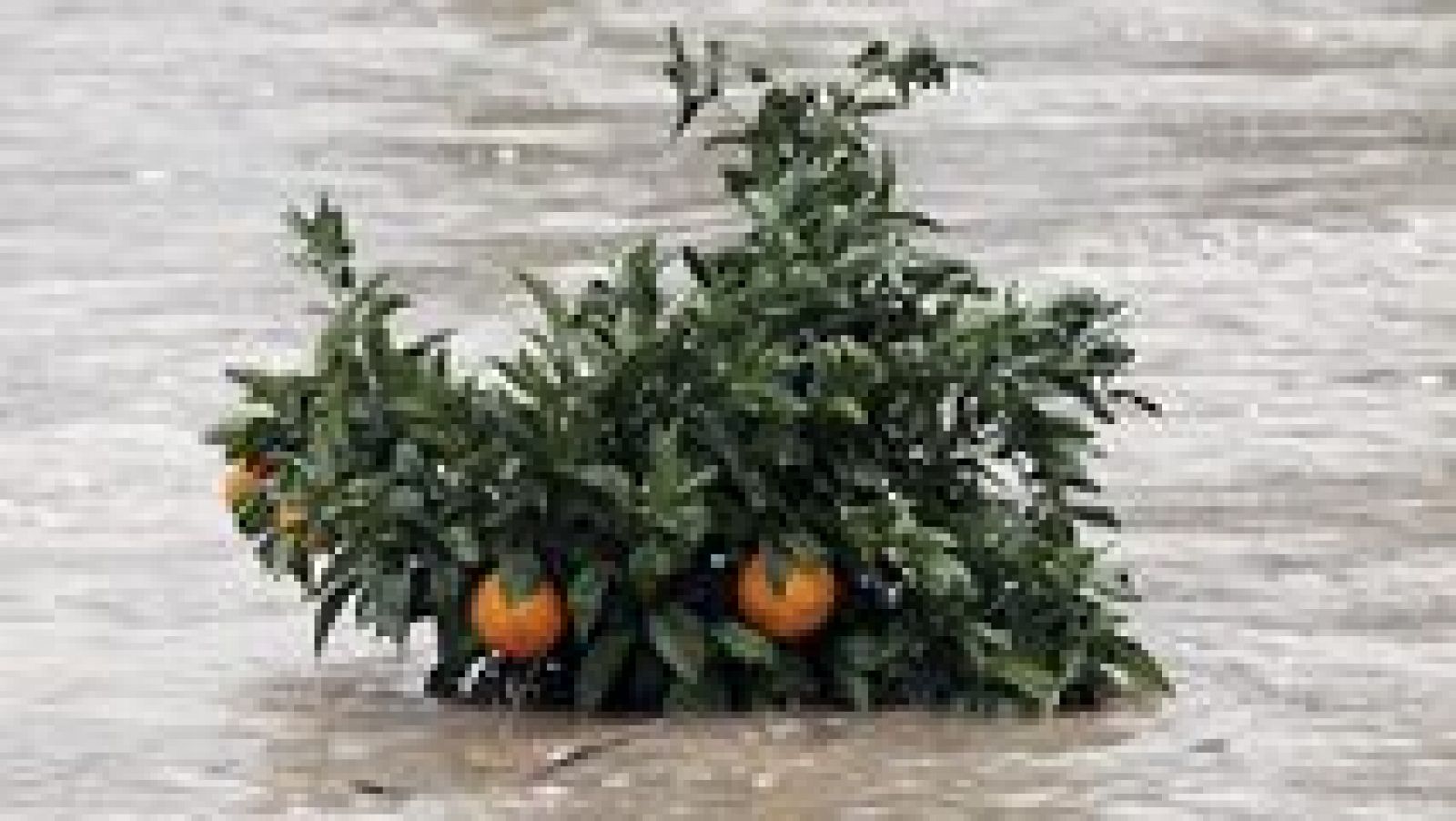 La Comunidad Valenciana en 2' - 20/12/16 - ver ahora