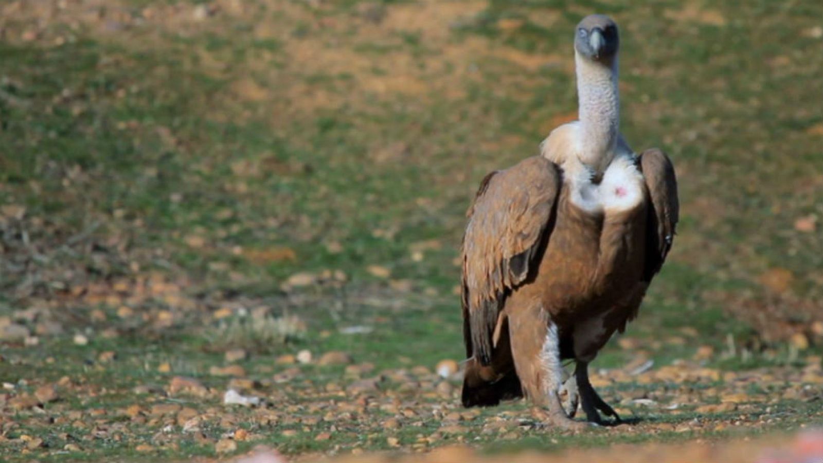 Luismi y los juegos del hambre