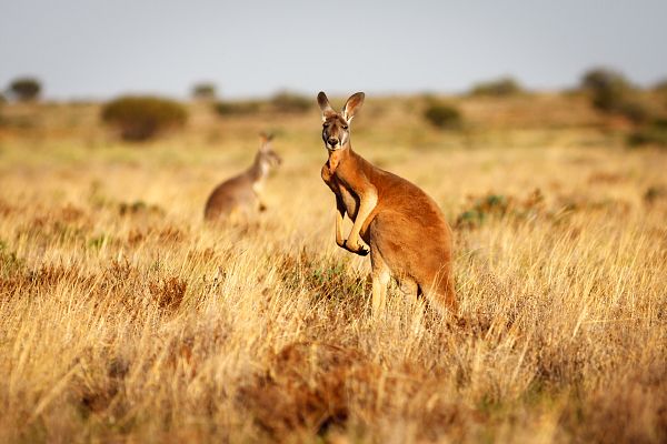 La vida secreta de los canguros: la ley de la turba