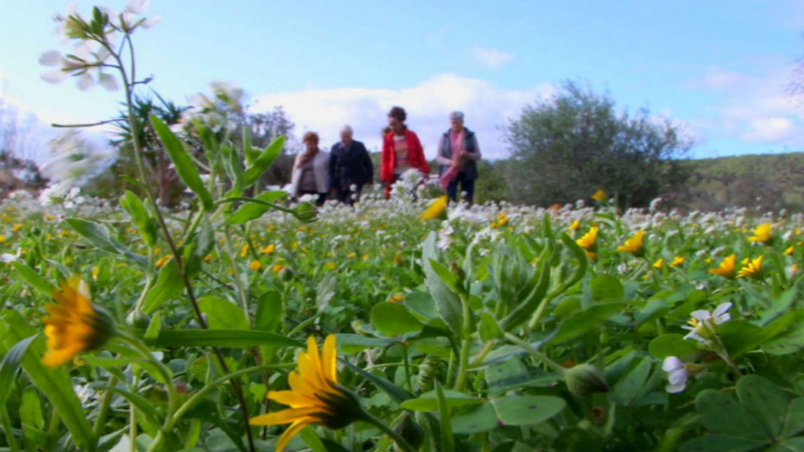 Las detectoras de plantas
