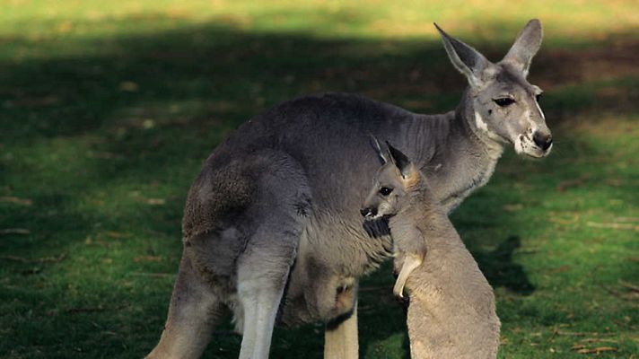 Grandes documentales - La vida secreta de los canguros: De la bolsa al suelo