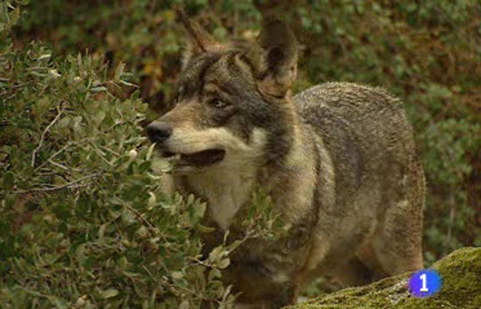 Castilla y León permite la caza del lobo