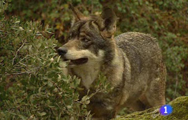 Castilla y León permite la caza del lobo - Ciencia y tecnología en Rtve.es | Ver
