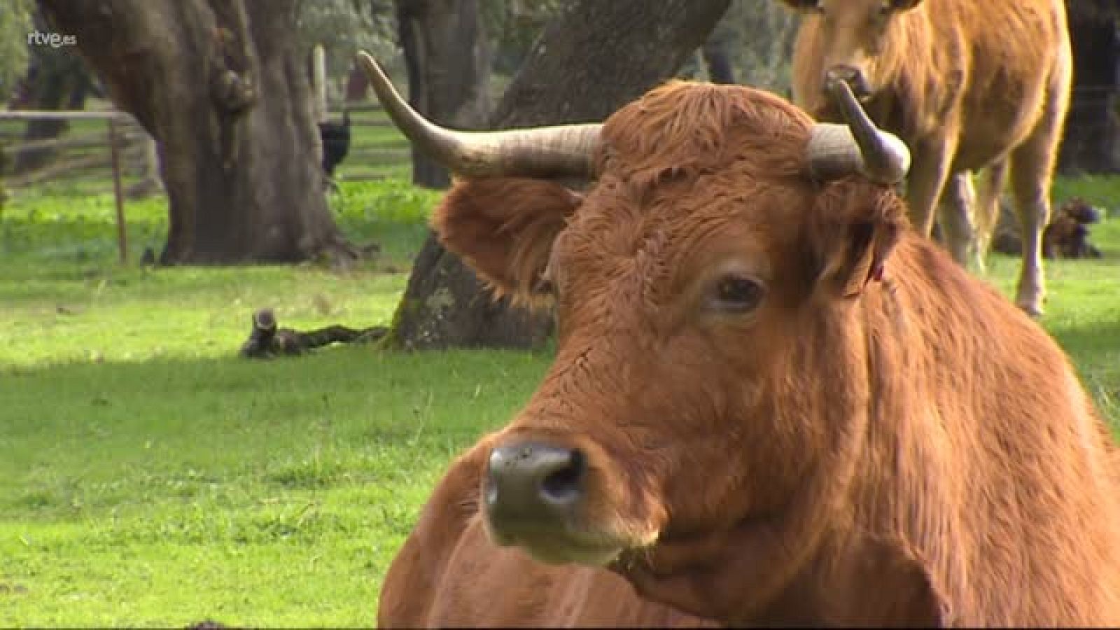 La Unión de Extremadura sobre tuberculosis