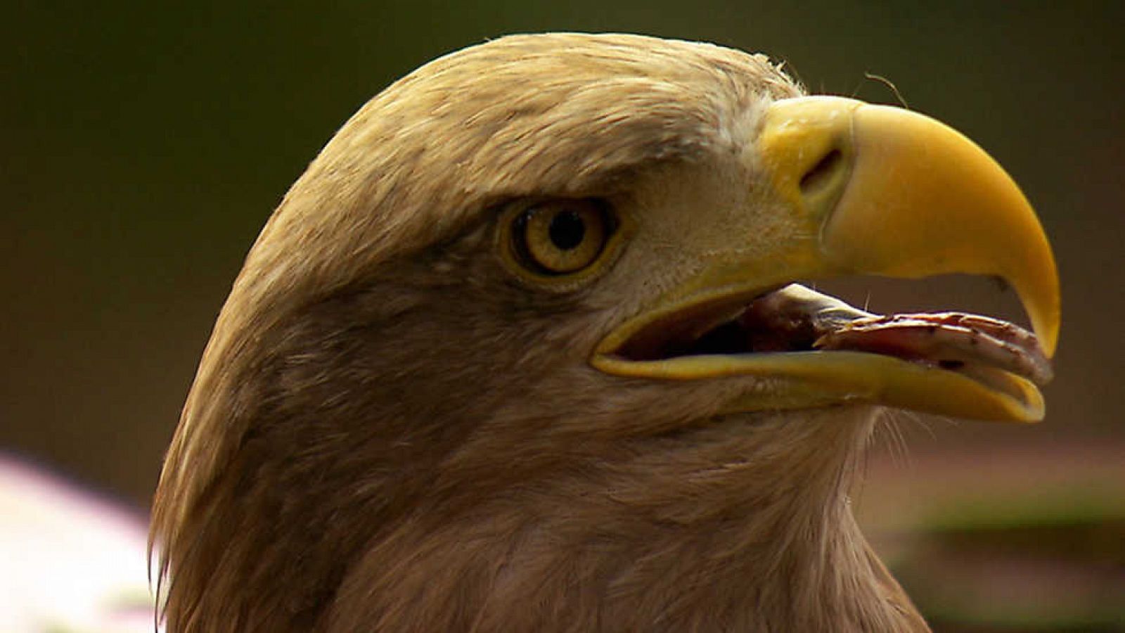 Grandes documentales: Águilas, Reinas de los cielos | RTVE Play