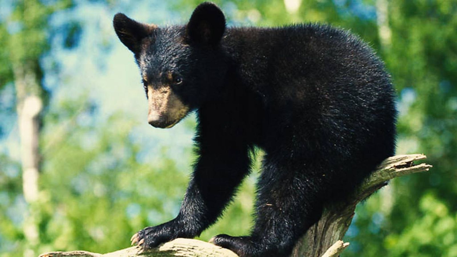 Grandes documentales - Aprendiendo a ser osos - ver ahora