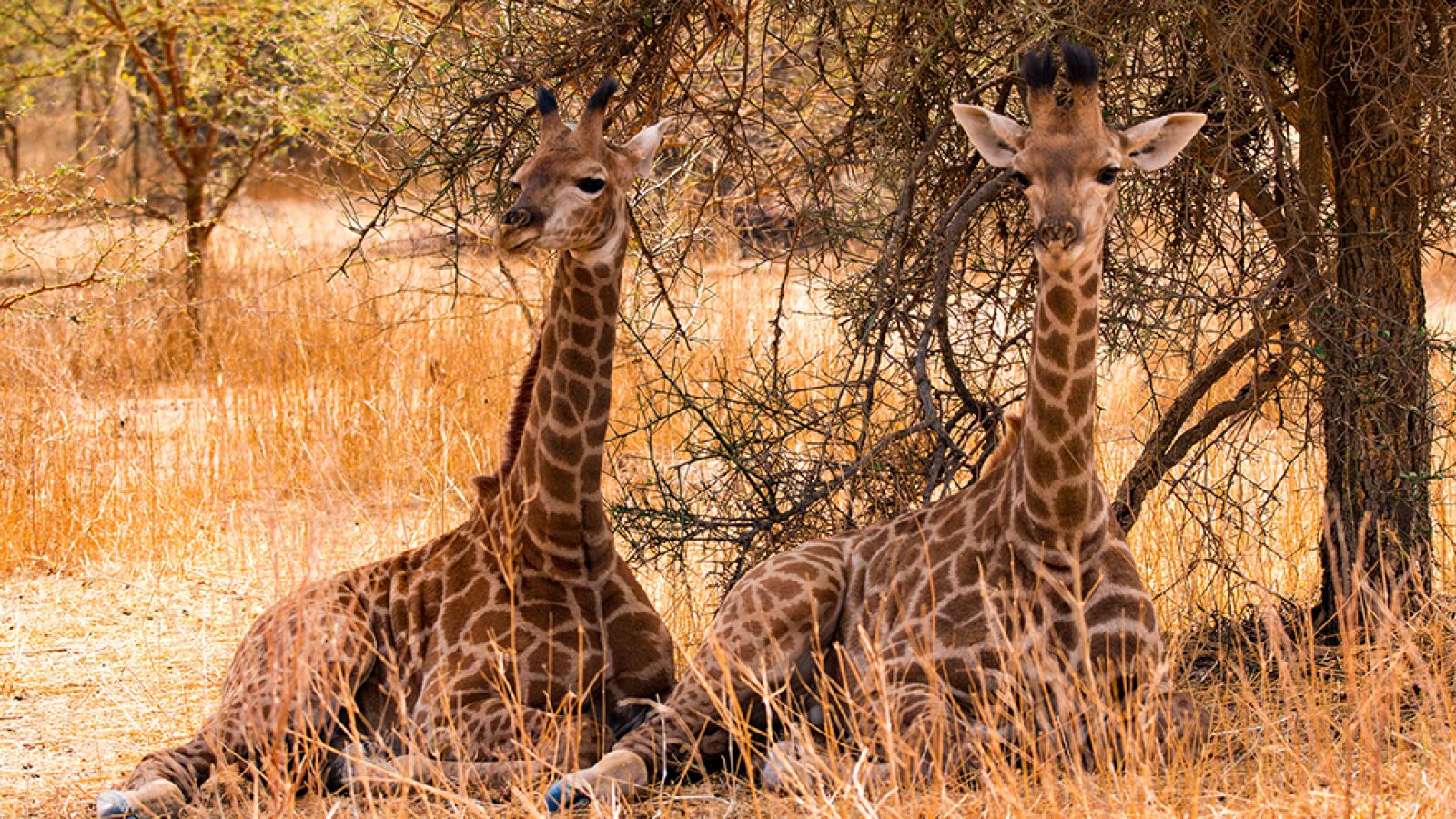 Grandes documentales - Jirafa, una mirada íntima desde las alturas - ver ahora