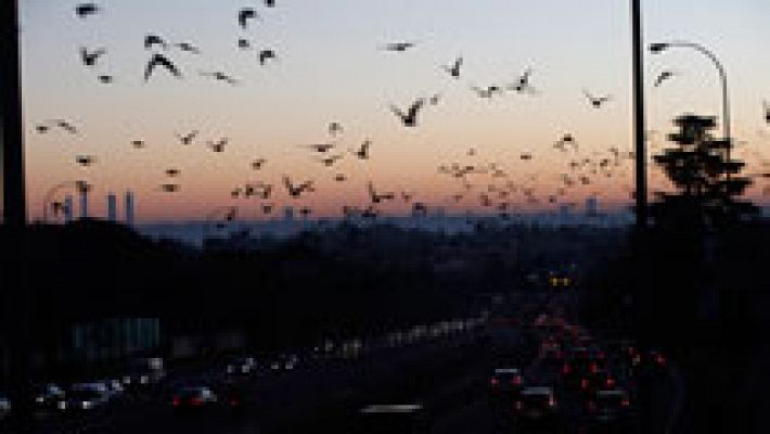 Telediario 1 - Telediario 2 en 4' - 29/12/16