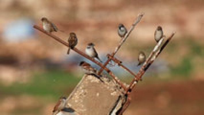 El tiempo - Heladas y nieblas darán la bienvenida a 2017