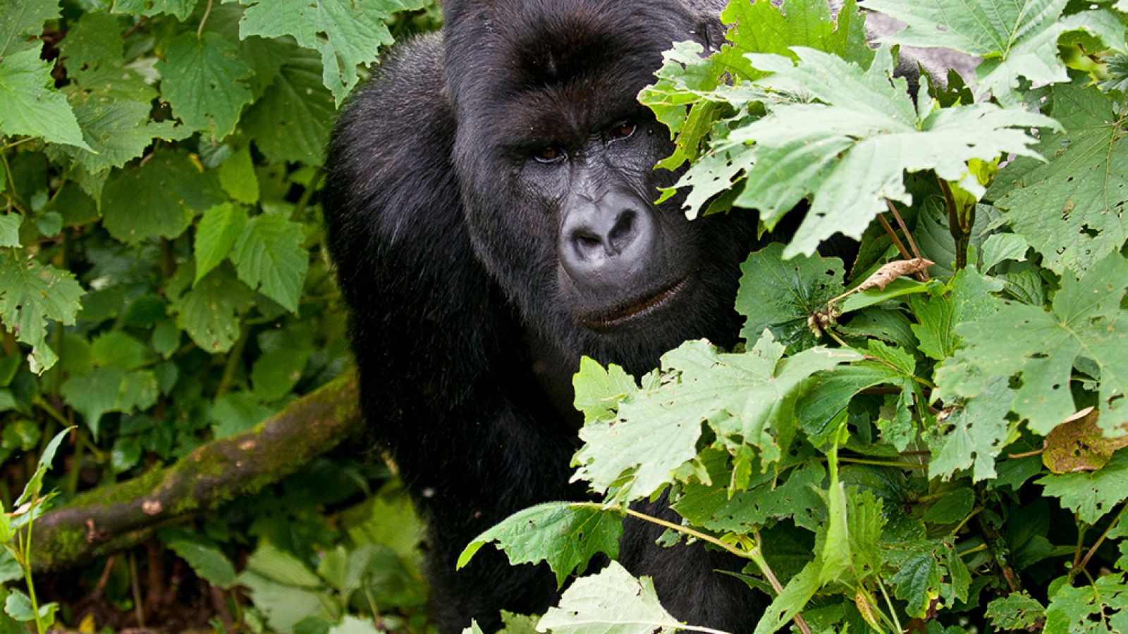 Grandes documentales - Mi vida con los gorilas