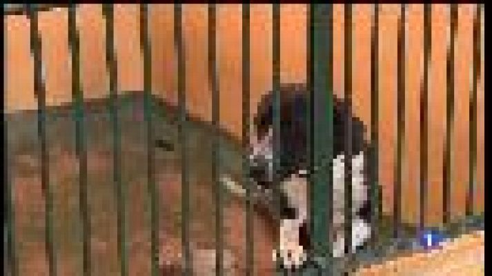 Informatiu Balear - Campanya per concienciar sobre regalar mascotes per Nadal