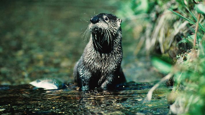 Grandes documentales - Parques nacionales norteamericanos: Olympic