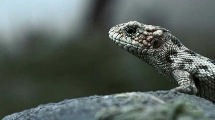 Documaster - La gran colisión