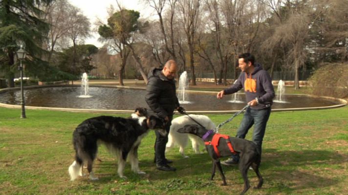 Aquí la Tierra - Lo que no sabías sobre el galgo