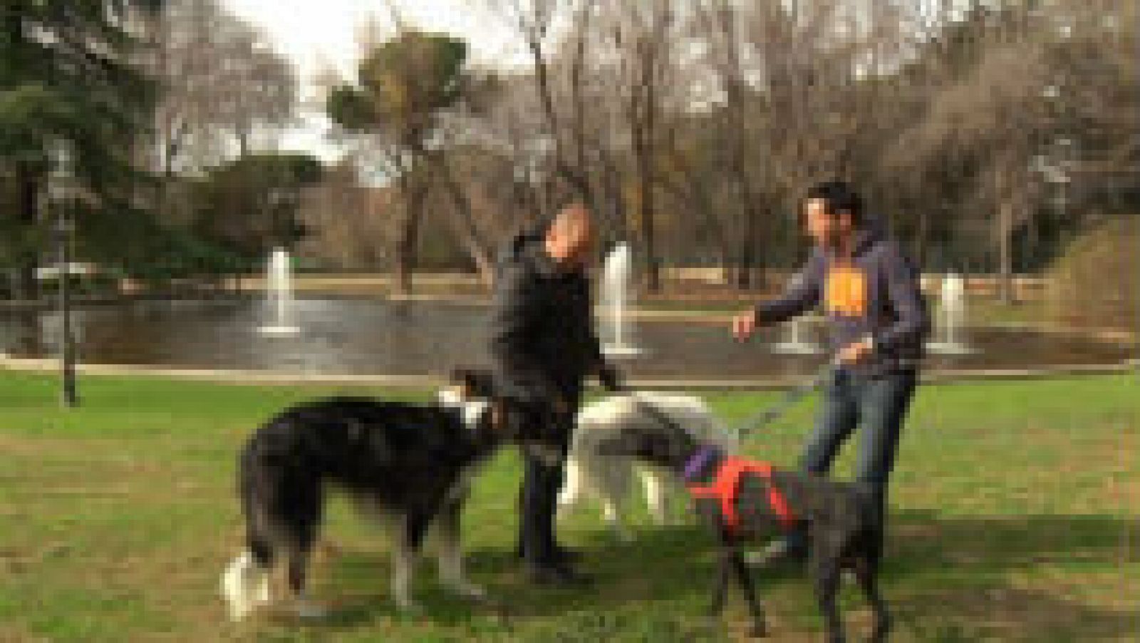 Lo que no sabías sobre el galgo