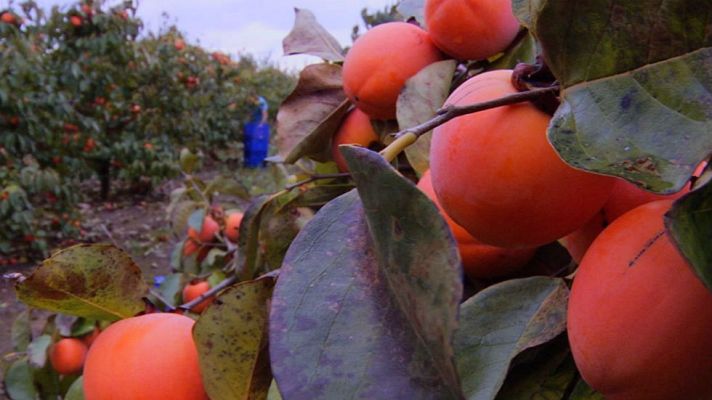 Aquí la Tierra - El "milagro" de los caquis