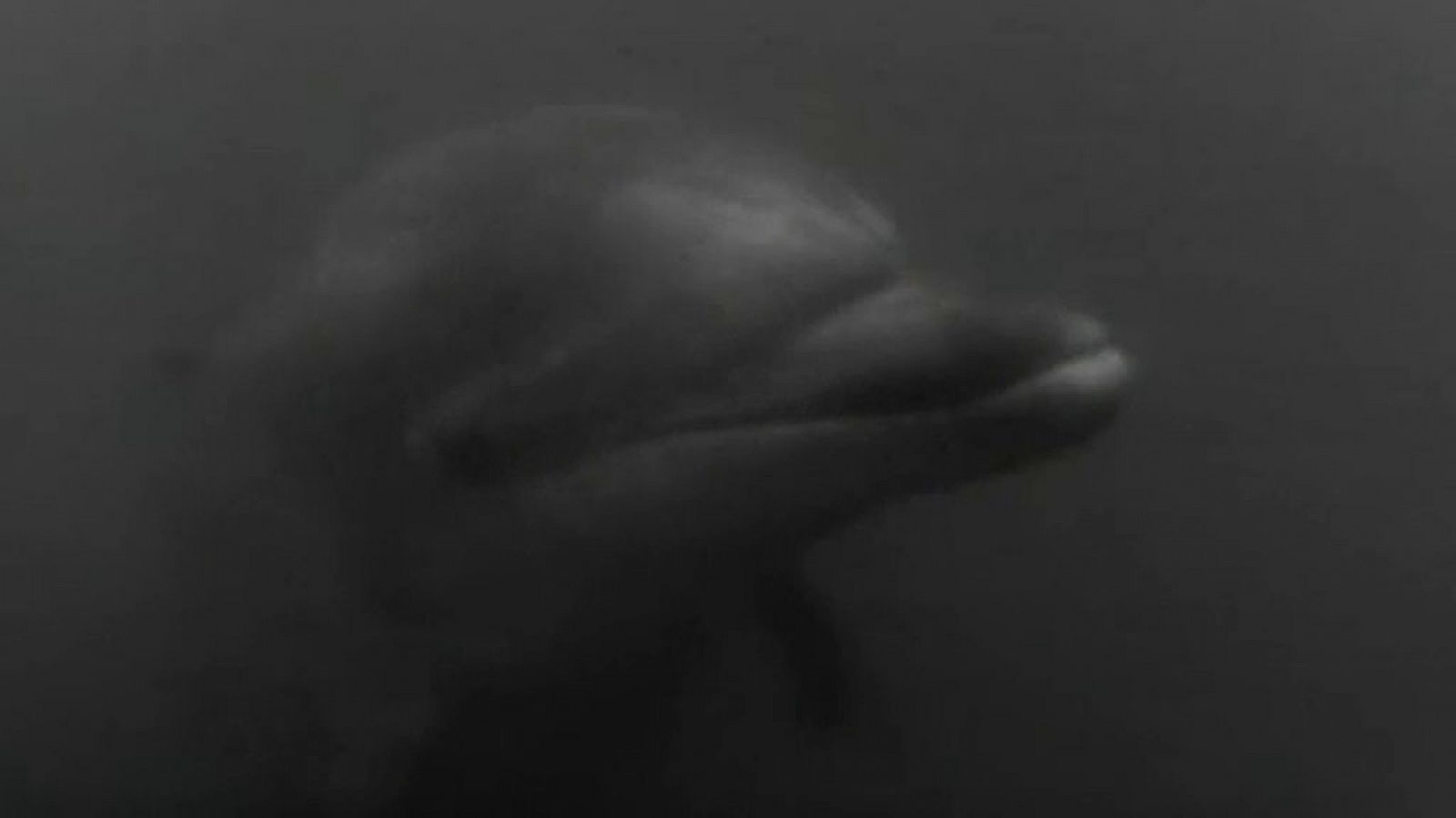 El planeta azul - El delfín Nina