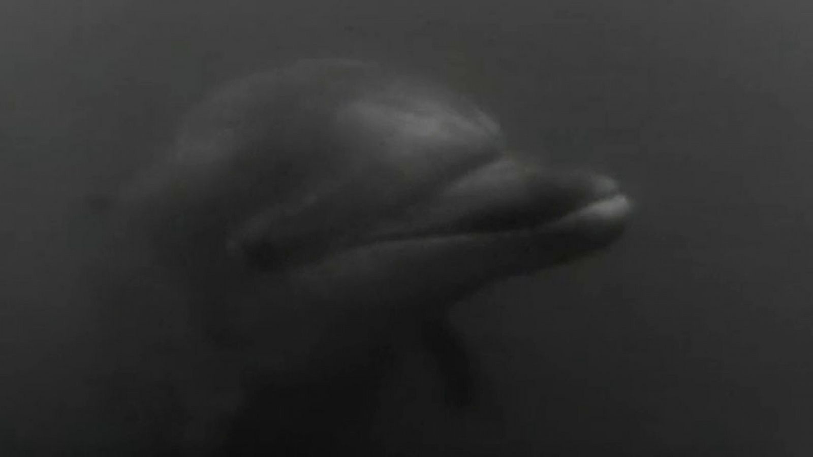 El planeta azul: El delfín Nina | RTVE Play