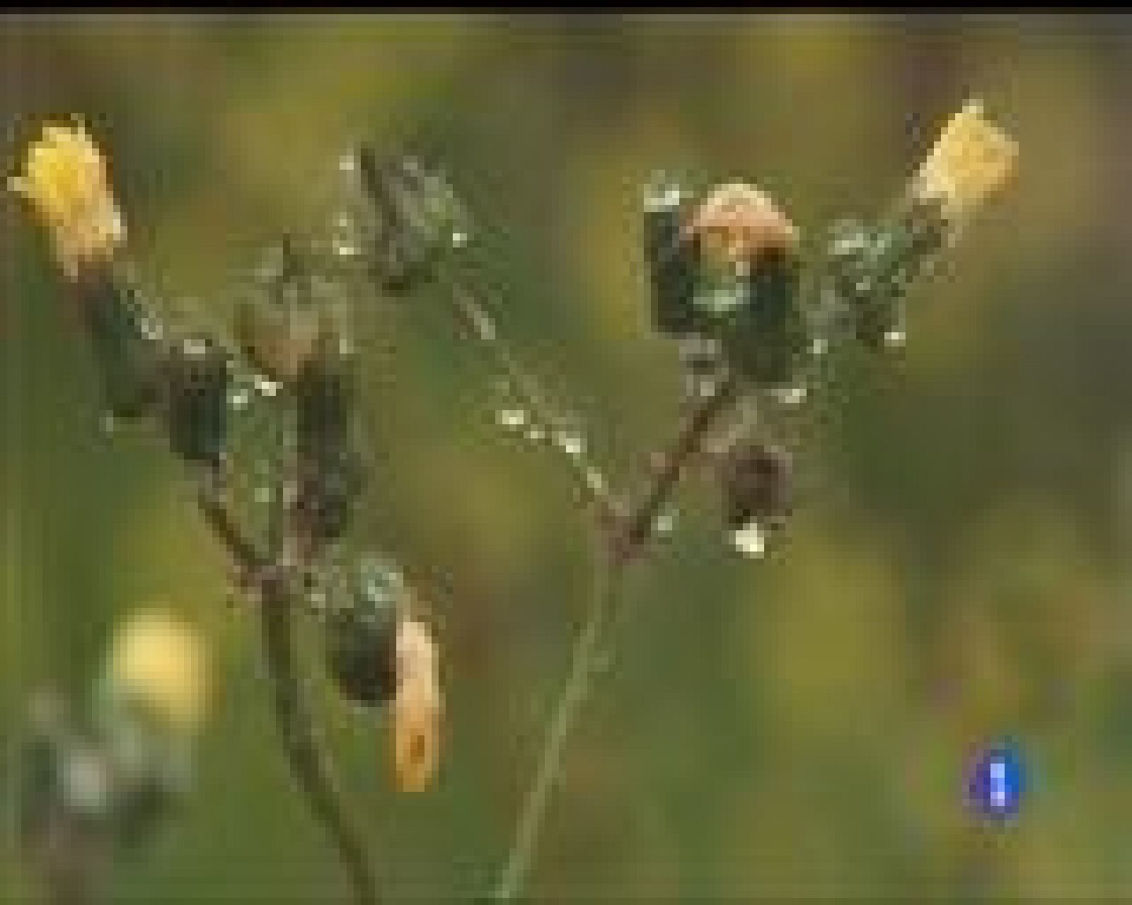 El tiempo en Asturias - 10/01/17 | Ver