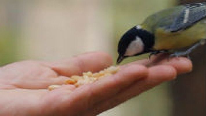 Luismi y los amigos de las aves