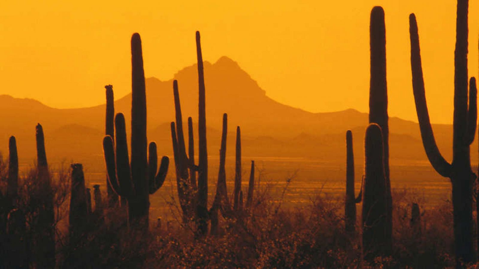 Grandes documentales - Parques nacionales norteamericanos: Saguaro