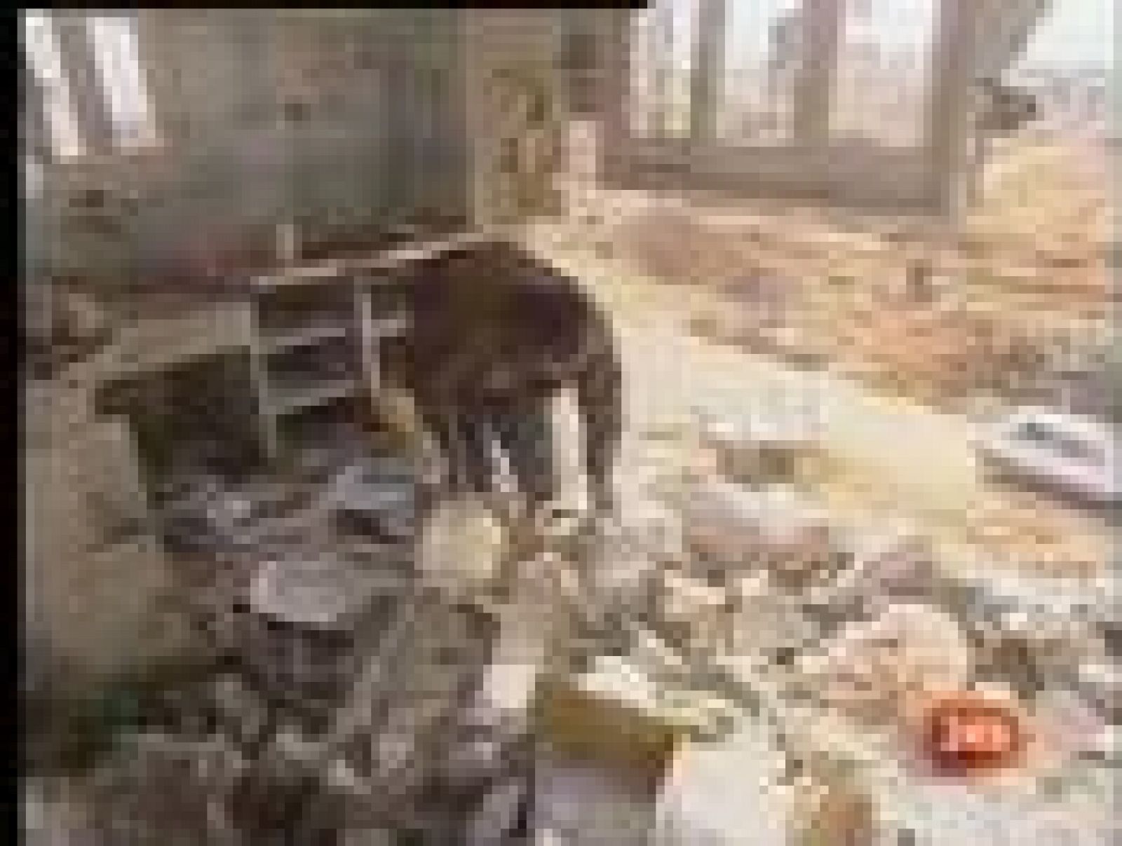 Gaza se enfrenta a la reconstrucción | Ver