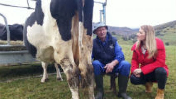 Aquí la Tierra - Paco y la vaca lechera