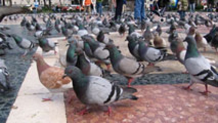 Un tribunal catalán reconoce por primera vez una incapacidad por excrementos de paloma
