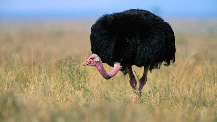 Mundo natural: Las grandes aves de Attenborough