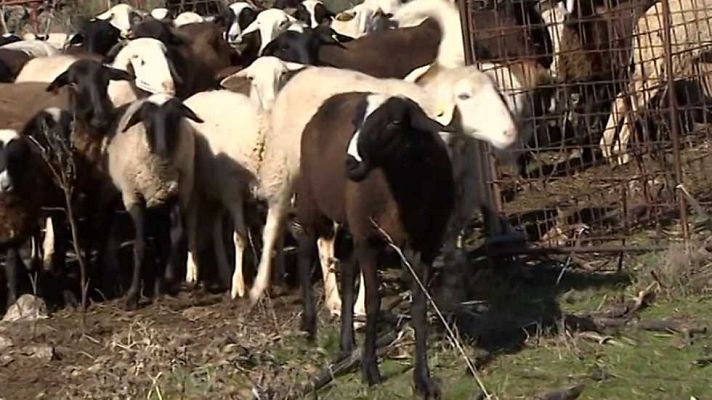 Agrosfera - Agrosfera - 14/01/17