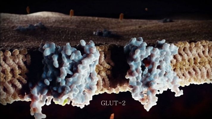 Lab24 - Medicina traslacional, diabetes y cambio climático