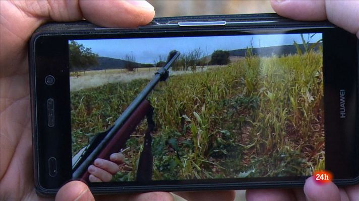 Se están perdiendo la mayoria de las siembras y no se sabe el futuro de la agricultura por esta plaga