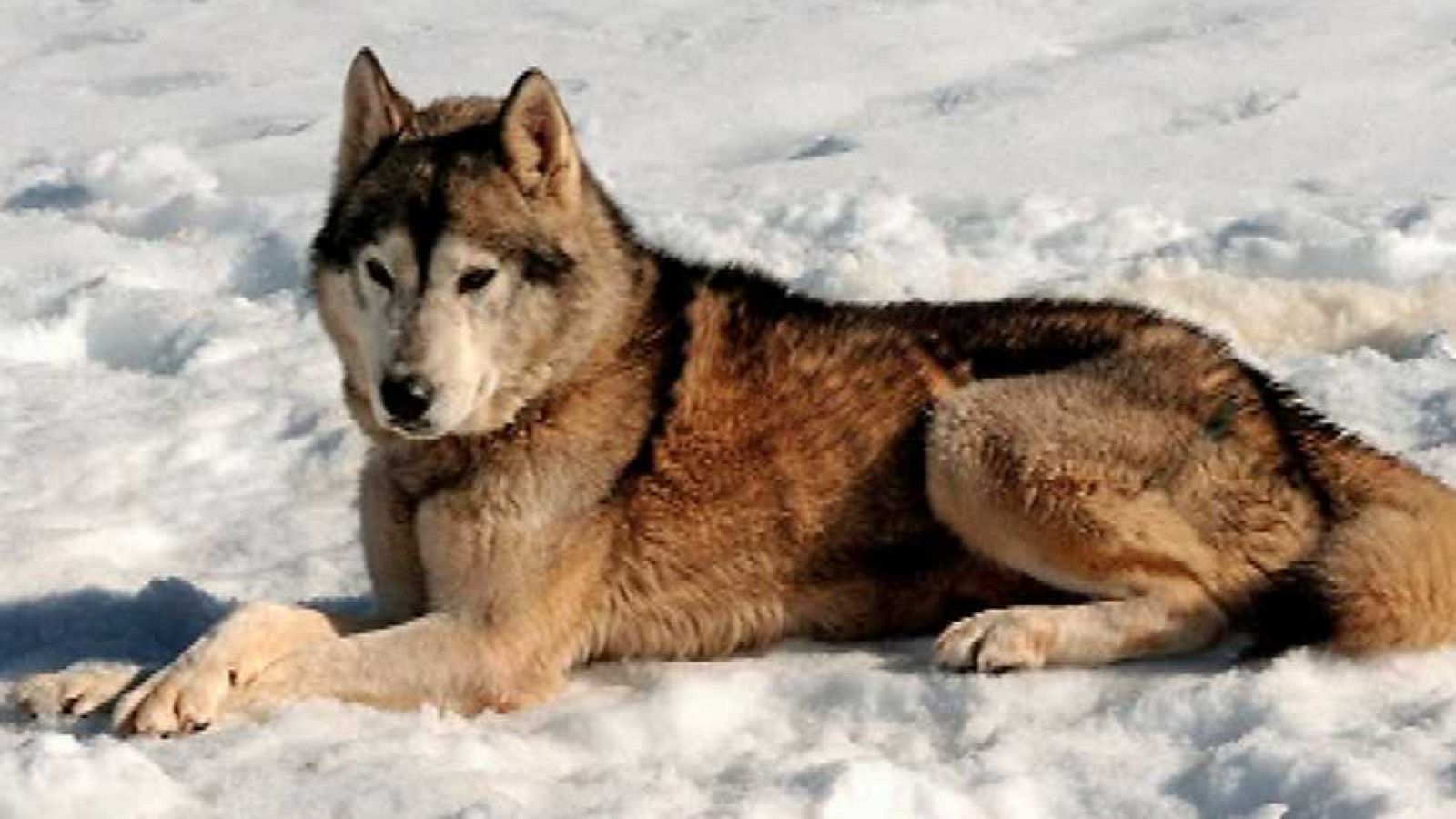 Saber y ganar - 16/01/17 - ver ahora