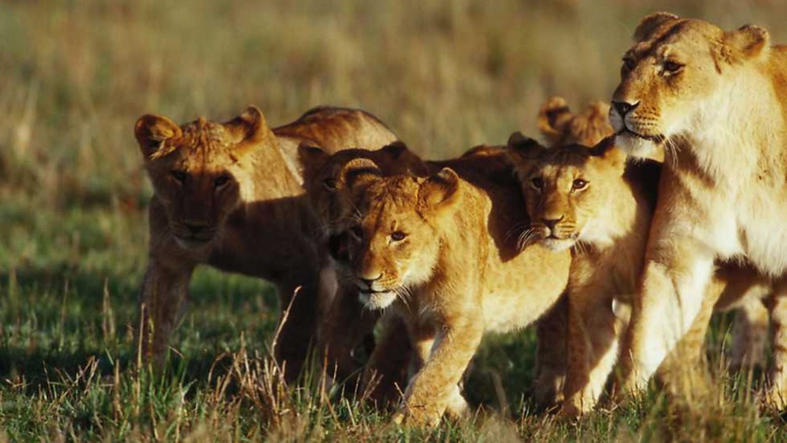 Grandes documentales - Los leones del pantano