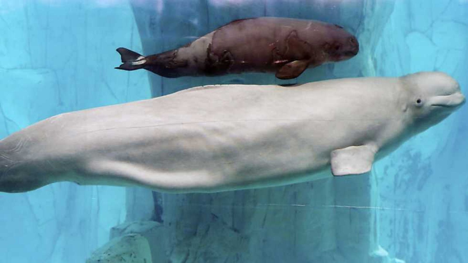 La 2 Noticias - 16/01/17 - ver ahora