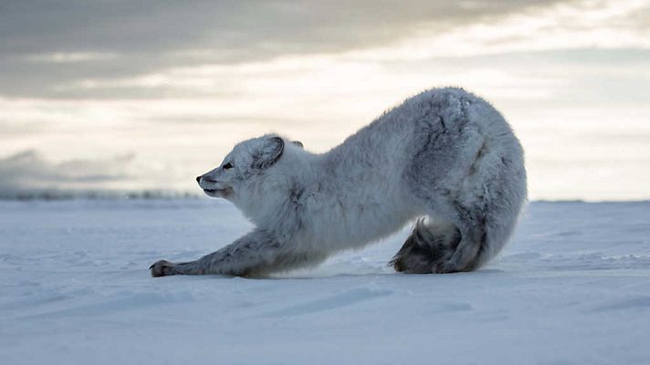 Grandes documentales - Historia de la vida: Crecer