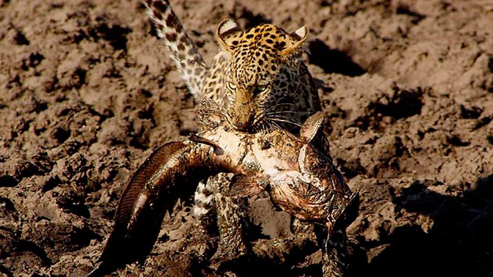 Leopardos pescadores