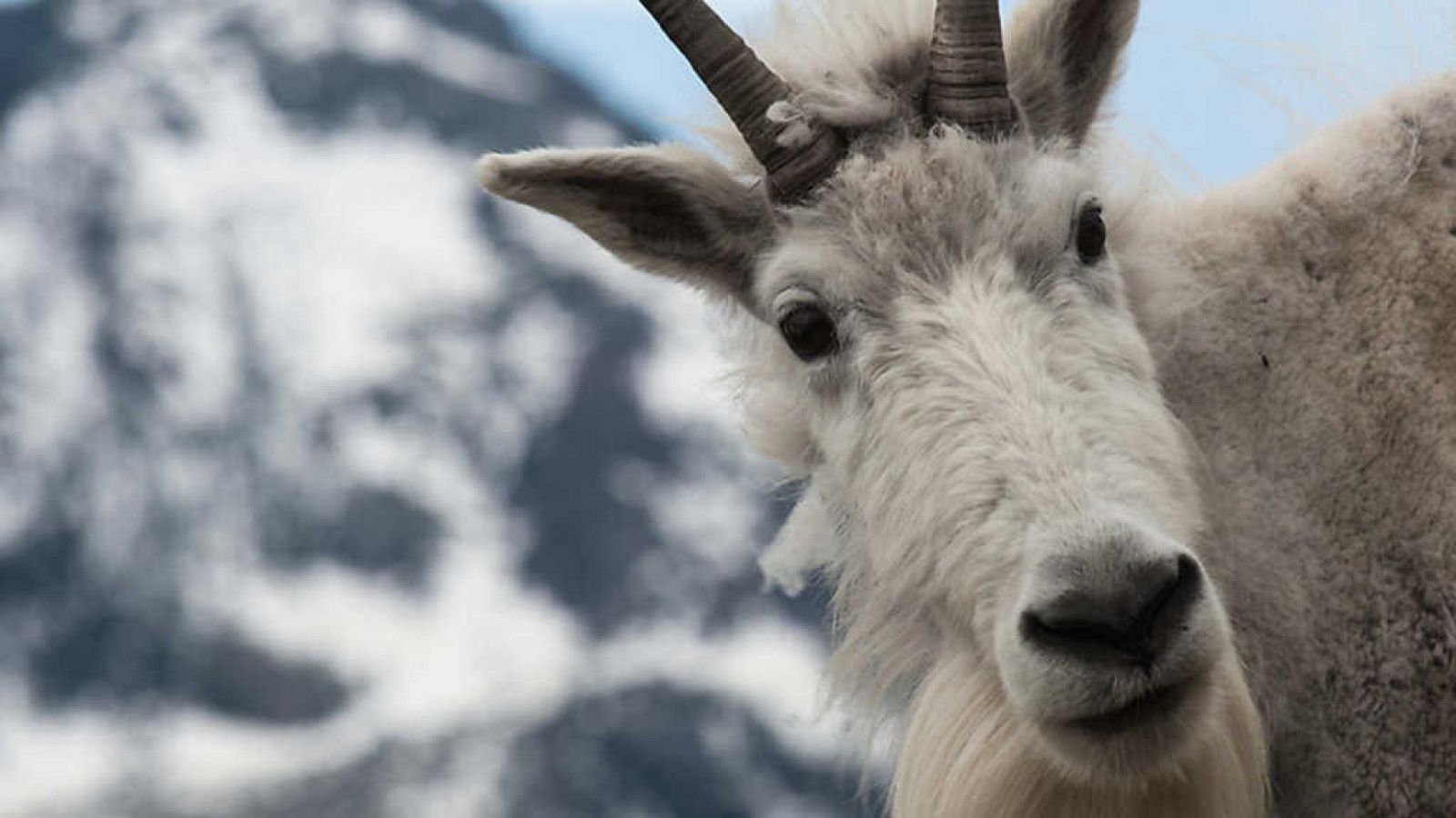 Grandes documentales - Historia de la vida: El hogar - ver ahora