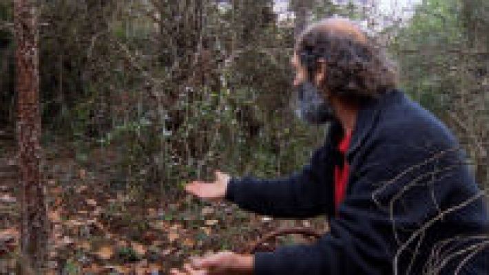 Aquí la Tierra - El señor de los bosques, entre setas