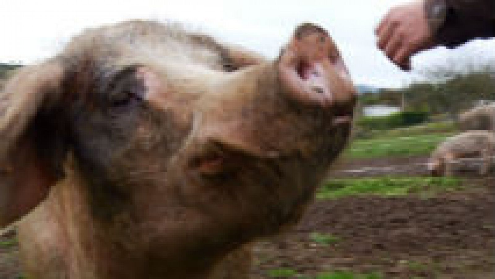 Razas curiosas: el cerdo gochu