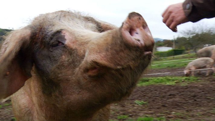 Aquí la Tierra - El gochu asturcelta, un cerdo con encanto
